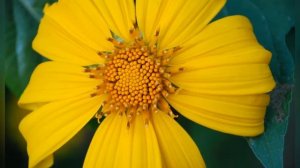 ТИТОНИЯ (TITHONIA)