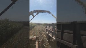 юмз6 куф 1.8 кукуруза силос