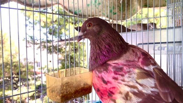 голубь - голуби -кормление голубей - пополнение голубей - голубьРичард paloma a casa #paloma #pajar смотреть онлайн