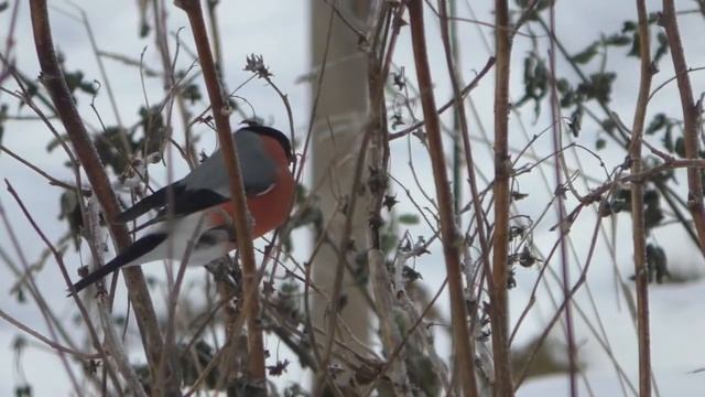 Снегири (крупным планом) - видео под музыку смотреть онлайн