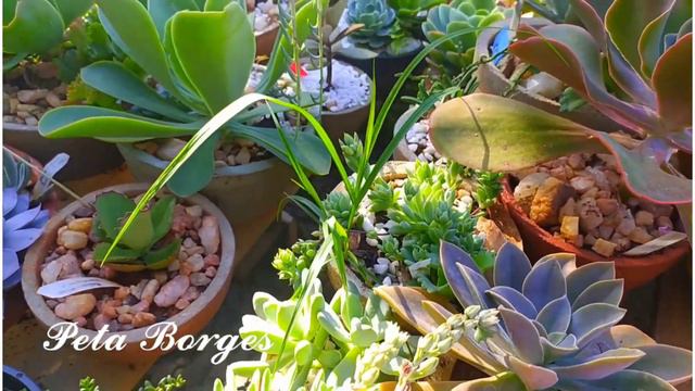 FLORAÇÃO DAS SUCULENTAS смотреть онлайн