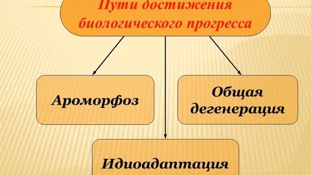 Направления эволюции