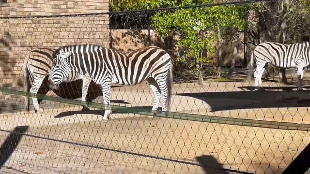 Неделя активного отдыха День 1 смотреть онлайн