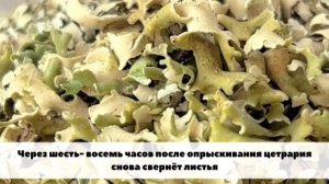 Что такое Цетрария?