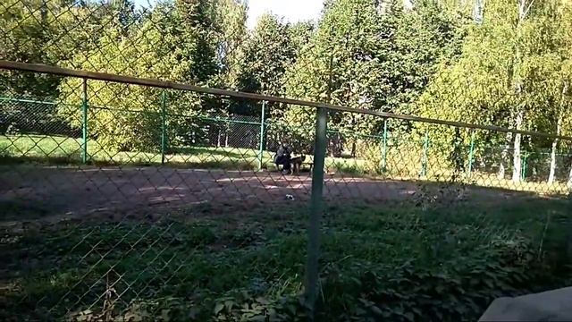 Дрессировка собак -джек Рассел терьер Джек 2 года 5 мес.Дрессировщик Сергей