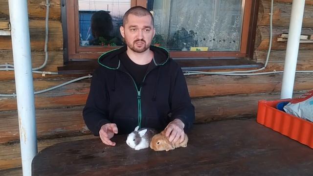 Как приучить кролика к рукам смотреть онлайн