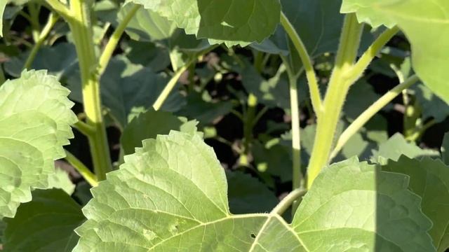 Состояние подсолнечника на 24.06.2022. Ростовская область. Очередные обработки. смотреть онлайн