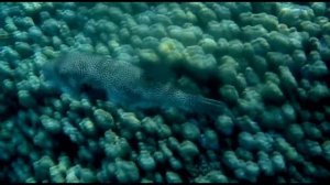 Красное море Рыба-хирург, Крылатка