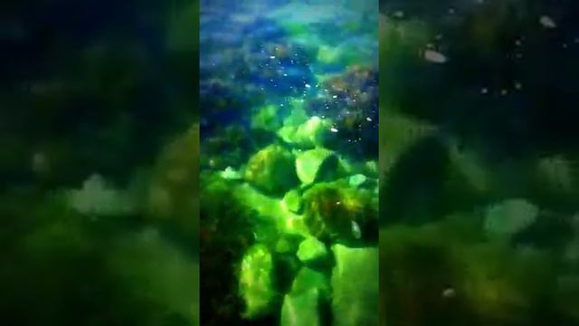 Медузы,Черное море Крым,набережная Профессорского Уголка.