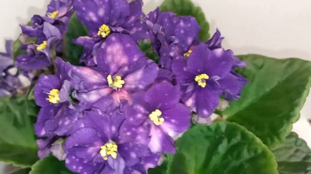 РС-Тайное Свидание. Сорт-палитра экспрессиониста. Ярчайший! смотреть онлайн