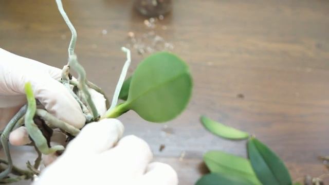 ОРХИДЕЯ рh.Liu's Cute Angel:ЖЕЛТЕЮТ листья от ШЕИ,гниль. смотреть онлайн