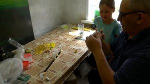 Вывод маток в инкубаторе и внучка - будущий пчеловод. Пчеловодство