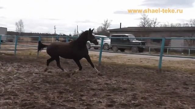Darsi Shael (Sayvan - Hamis Shael), 4 y. o. Akhal-teke mare, ахалтекинская кобыла. смотреть онлайн