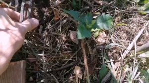 Карбыш-зверек