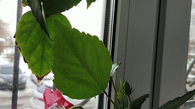 ГИБИСКУСЫ ЦВЕТУТ. КОГДА ДЕЛАТЬ ОБРЕЗКУ. смотреть онлайн