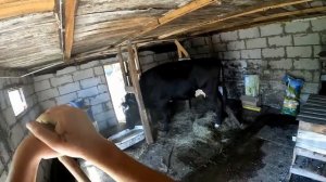 Что дальше_Воры по среди полей № 130 (1)