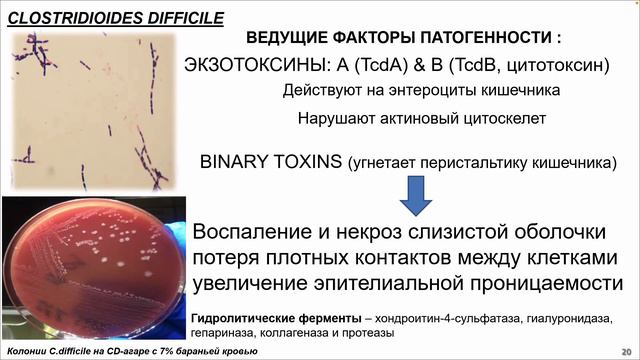 Сухина М.А.«Вопросы лабораторной диагностики Clostridium difficile-ассоциированной диареи (CDI)» смотреть онлайн