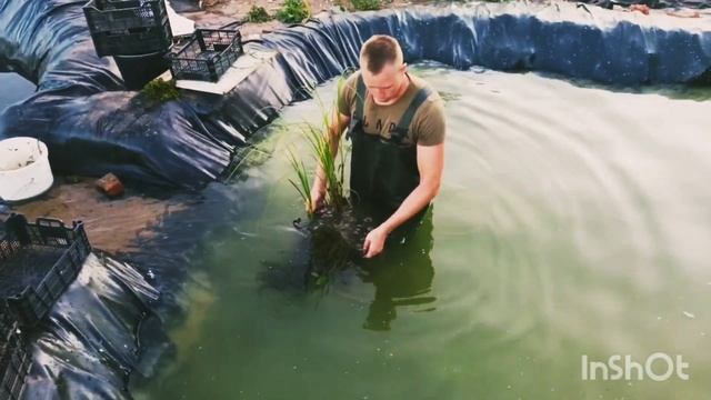 Посадка водных растений в биоплато, как сделать чистым искусственный водоем и что для этого нужно) смотреть онлайн