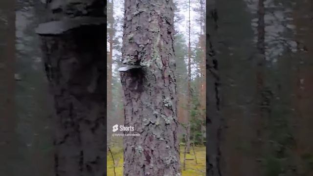 осколок от снаряда зашёл в дерево