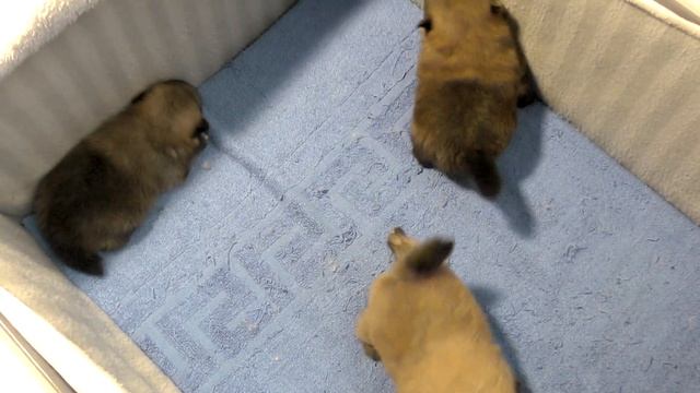 Щенкам шпица 19 дней. Бабушка Оливия опять в коробке. Шпиц Бэлла в замешательстве. Растут хомяки