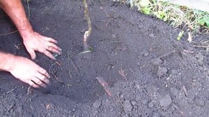 Как посадить орех. Посадка привитого ореха.