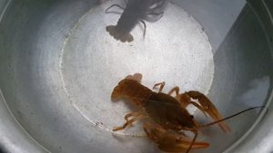 Раки для аквариума