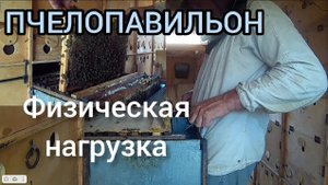 Физическая нагрузка в пчелопавильоне на пчеловода.