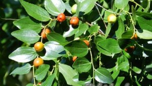 Рецепт варенья из зизифуса