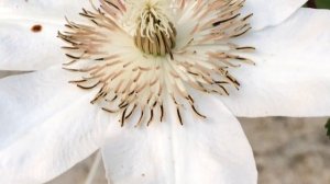 Clématite Clematis 'Henryi' Un blanc pur et fines rayures.