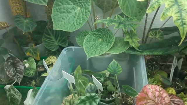 КОМНАТНЫЕ РАСТЕНИЯ(ЦВЕТЫ).ОБЗОР ВСЕХ РАСТЕНИЙ. смотреть онлайн