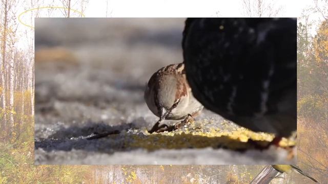 Синичкин ДЕНЬ смотреть онлайн