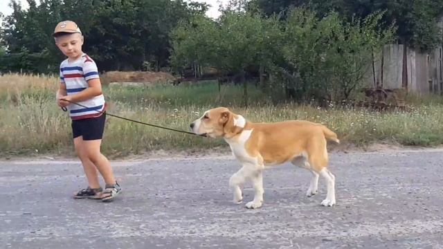 Рыжуля Горислава. Щенок алабая 4 месяца. смотреть онлайн