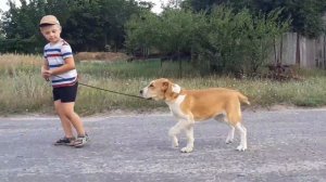 Рыжуля Горислава. Щенок алабая 4 месяца.