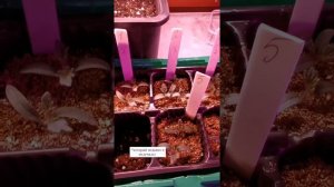 Результаты полива с подкормками/высаживаю томат Айшен Хуан линь#огороднаокне#томатынаокне#