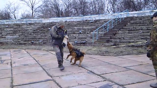 Горловка . эрдель Сильвана .тренинг по защите 28,02,21 смотреть онлайн