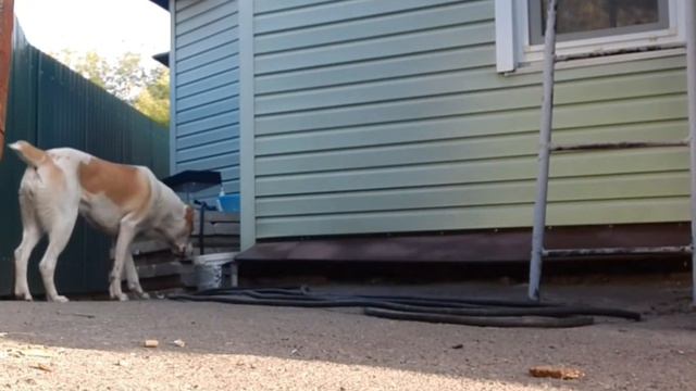 СЪЕСТ ЛИ АЛАБАЙ ЛАКОМСТВО С ЗЕМЛИ?!🤔🧐🥩🐶 смотреть онлайн