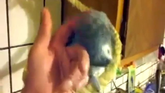 Попугай наезжает Swearing parrot