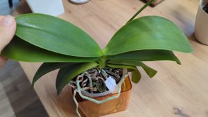 Phal. Yu-Yang Little Peacock