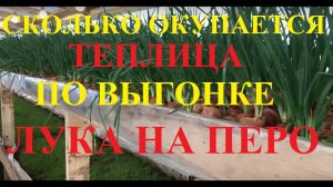 Сколько окупается теплица по выгонке лука на перо!?? Полный расчет окупаемости!!!