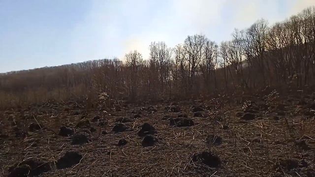 лесной пожар ,пограничного района приморского края смотреть онлайн