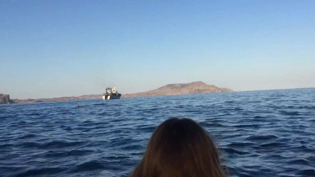 Новый Свет,Ульяна и дельфин белобочка.