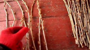 ЛУЧШИЙ СПОСОБ РАЗМНОЖЕНИЯ СМОРОДИНЫ ЧЕРЕНКАМИ