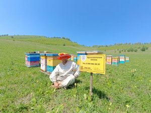 Сбор горного мёда с василька. Пасека Дорохиных Алтай