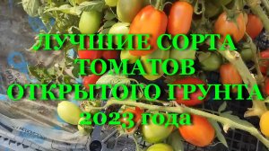 ЛУЧШИЕ СОРТА ТОМАТОВ ОТКРЫТОГО ГРУНТА 2023 года