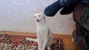 Кот нюхает ногу  2016  Прикол