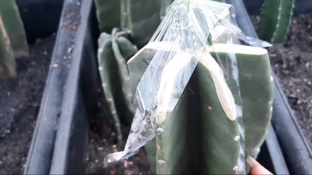 Stenocactus marginatus propagation смотреть онлайн