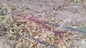 Готовим персик к укрытию