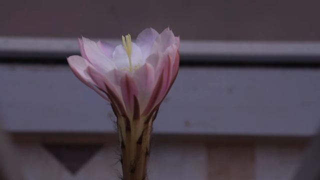 Кактус, цветок кактуса, цветение кактуса, эхинопсис, как распускаются цветы, раскрытие бутона