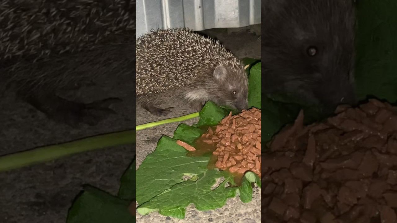 Ночной Жора