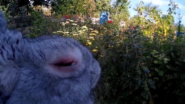 Лечение кроликов от Миксоматоза (закисшие глаза, шишки на ушах). смотреть онлайн